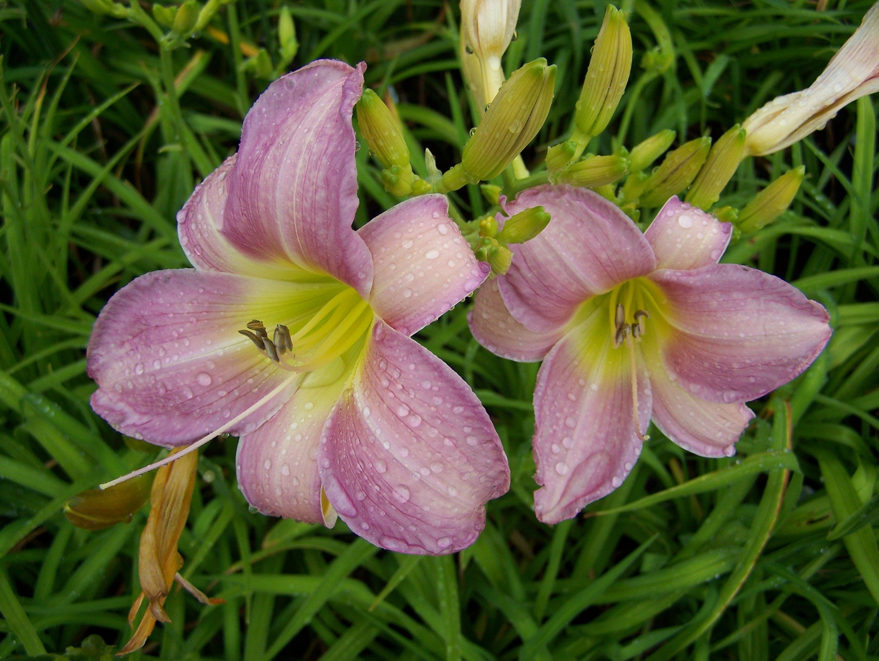 Hemerocallis 'Catherine Woodbury'
